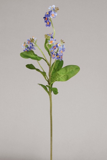 [9458] forget-me-not 