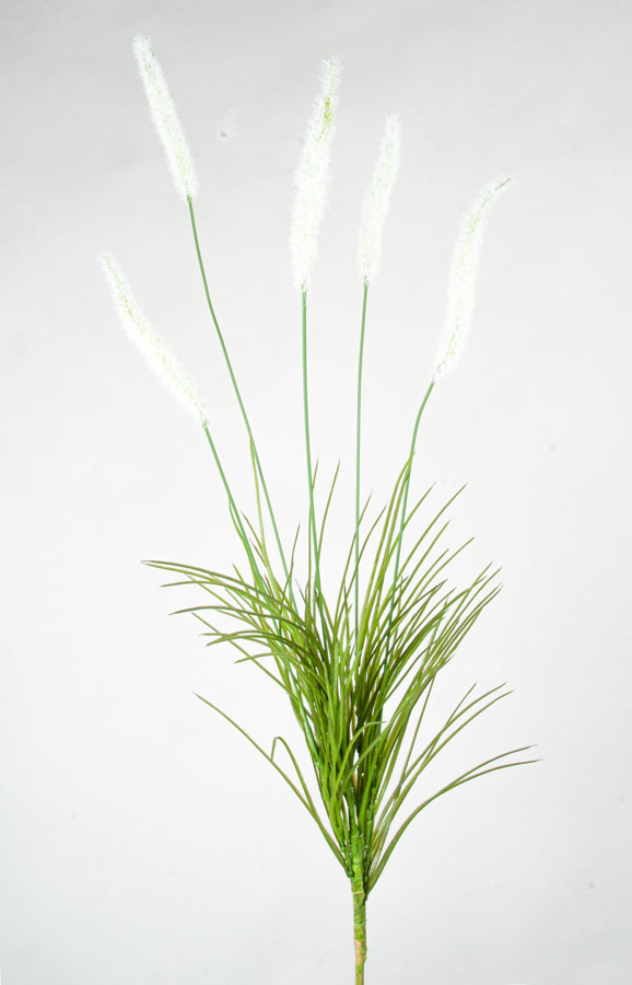 ornamental grass 
