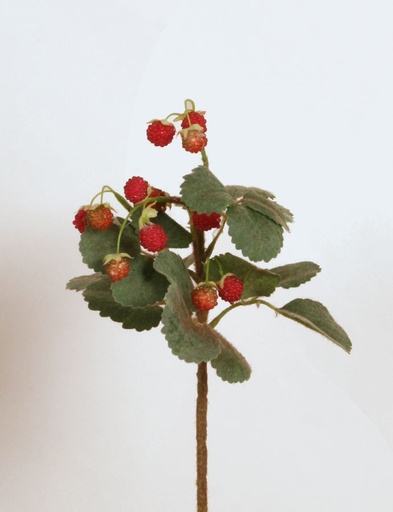 [7213] wild strawberry 