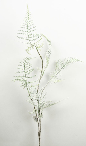 [7229] asparagus iced 