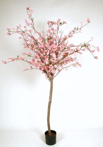 [1239-150] cherry blossom 