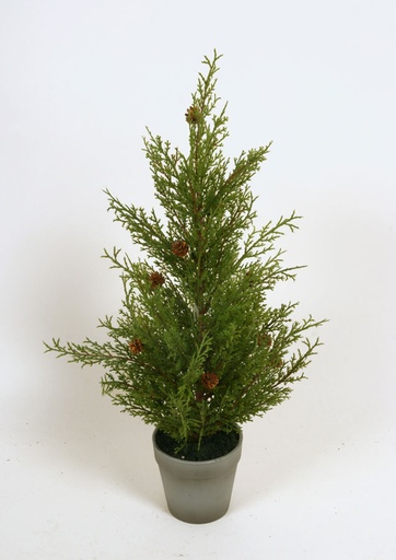 [2330] cedar with cones 