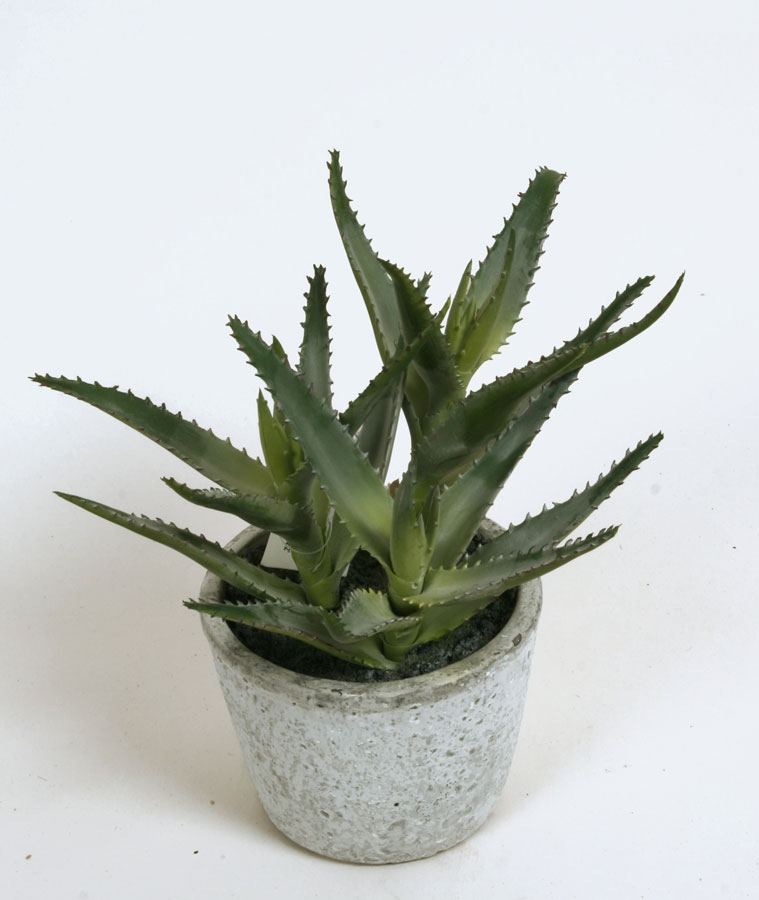 aloe in pot 