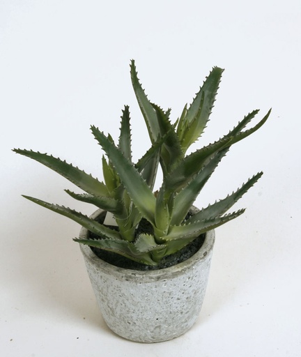 [2333] aloe in pot 