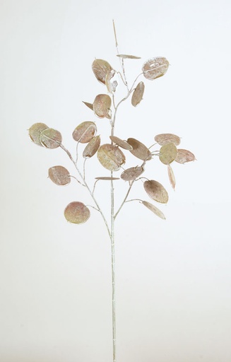 [7242] silver dollar spray 