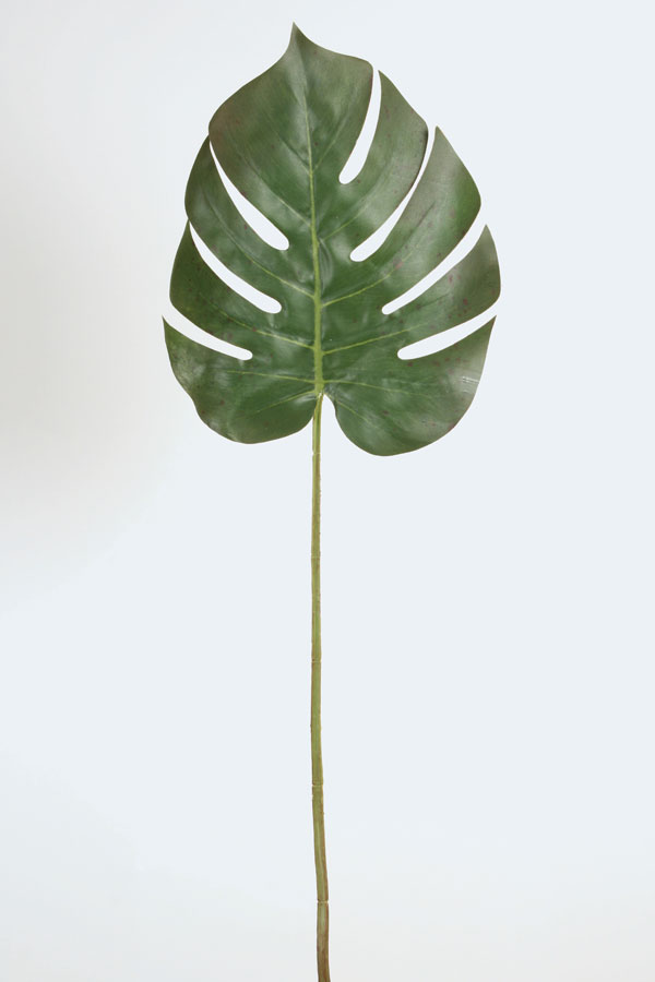 monstera leaf 