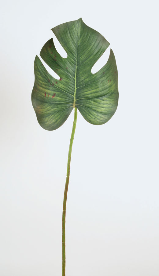 monstera leaf 