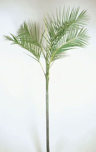 [4024] kentia palm 