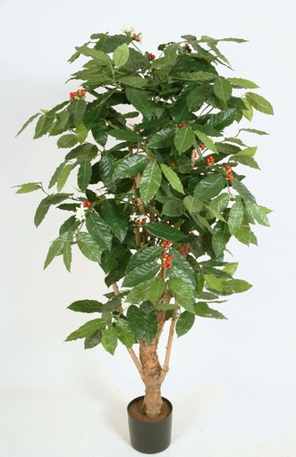 [1242-140] coffee tree with flowers 