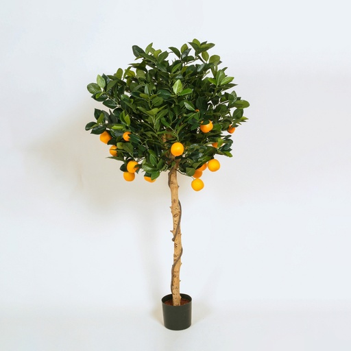 [1237-120] orange tree 