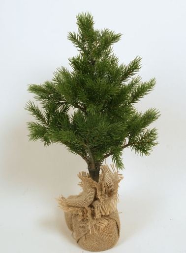 [2306] mini pine tree 