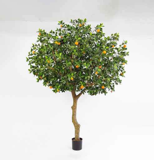 [1160-350] orange tree 