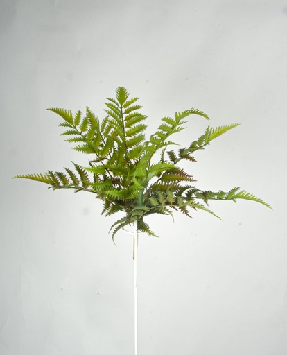 [2341] leather fern bush 