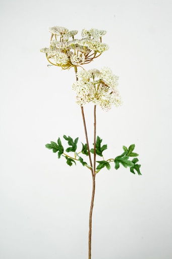 [2350] queen annes lace 