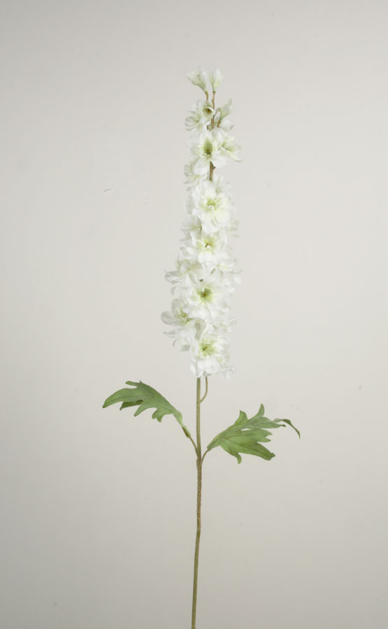 delphinium cream 