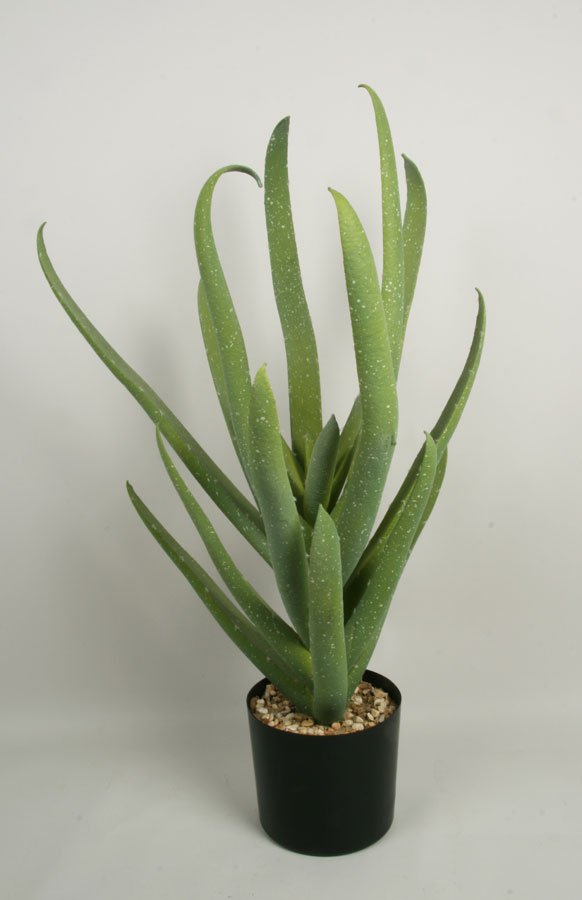 aloe 