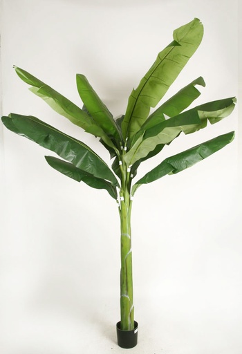 [1245-230] banana palm 