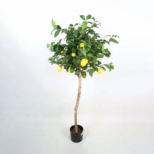 [1248-200] lemon tree 