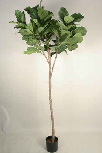 [1249-210] fiddle leaf 