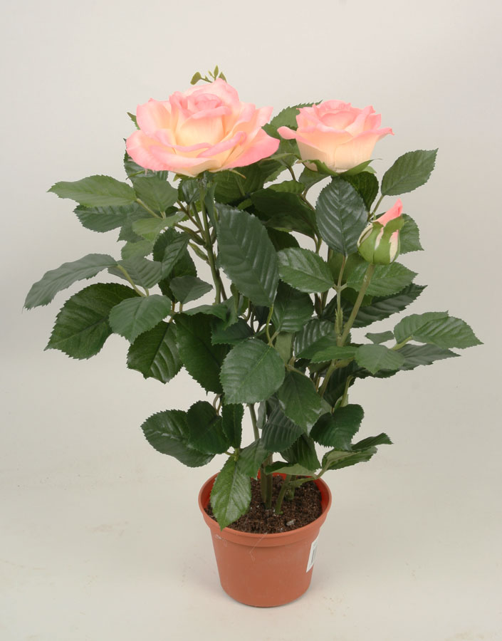 royal rose pink 