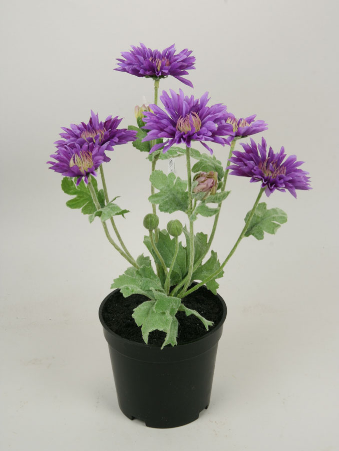 gerbera in pot 