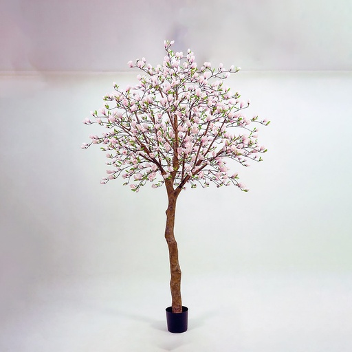 [1251-350] Magnolia tree 