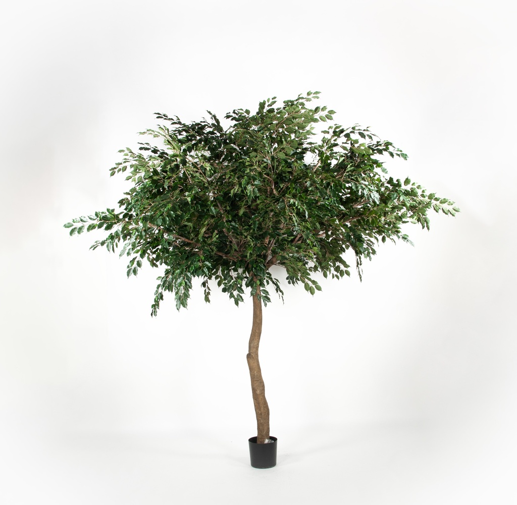 ficus umbrella 