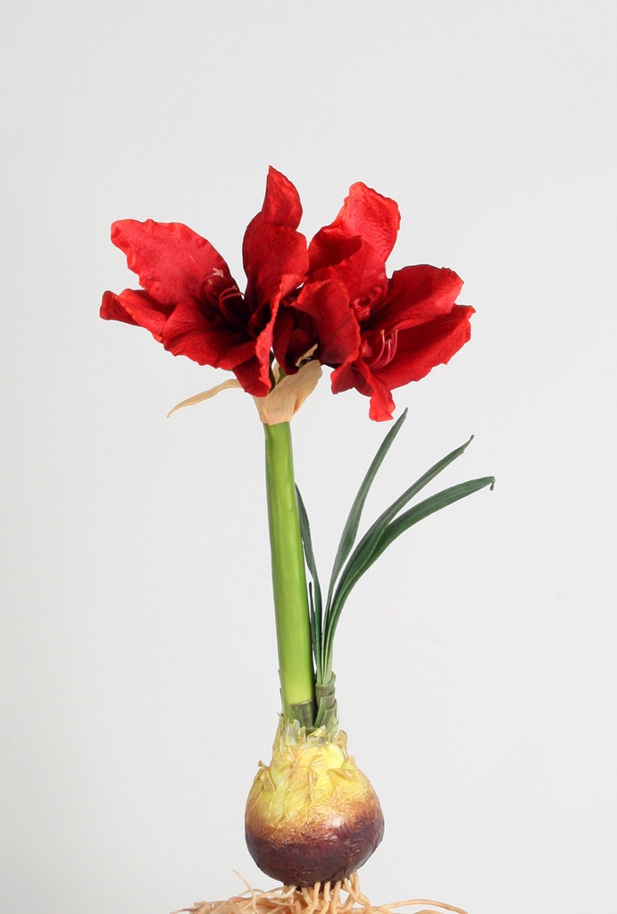 amaryllis
