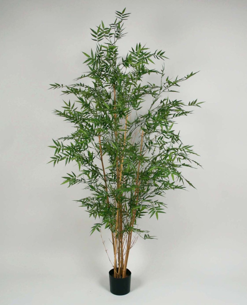 Oriental Bamboo Tree