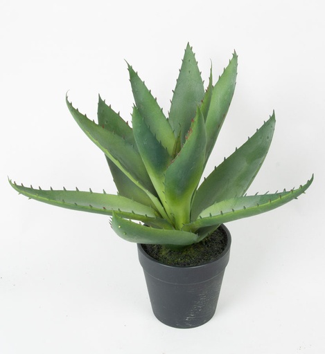 [2368] aloe in pot 
