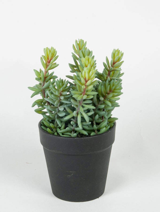 succulent in pot 