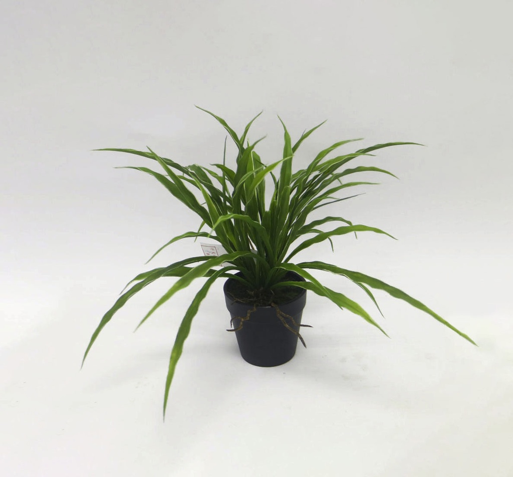 spider plant in pot 