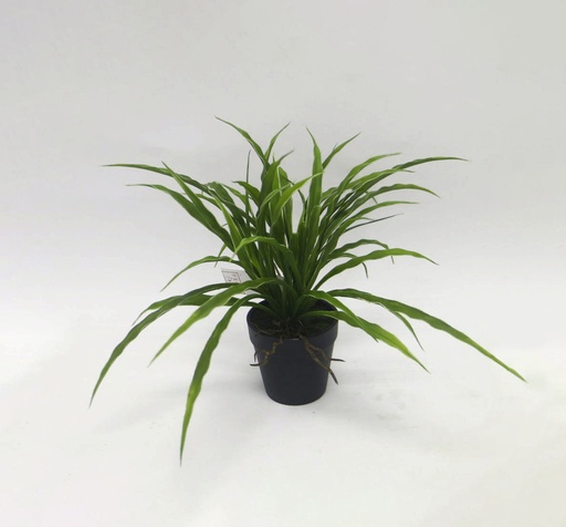 [2372] spider plant in pot 