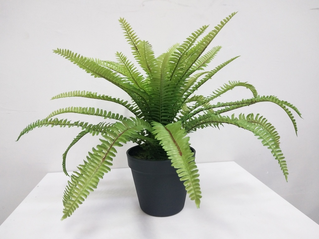 boston fern 