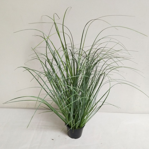 [2376] grass in pot 