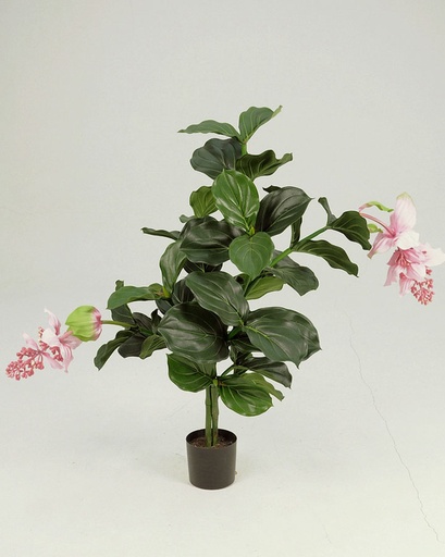 [5957] medinilla magnifica 