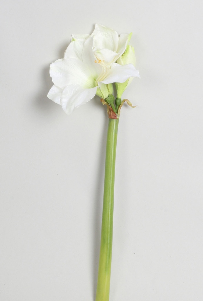 amaryllis