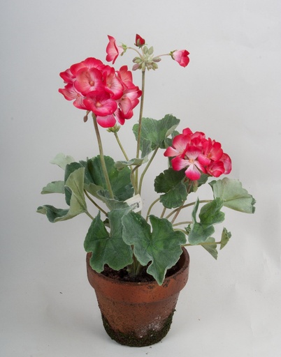 [9376] geranium pot 
