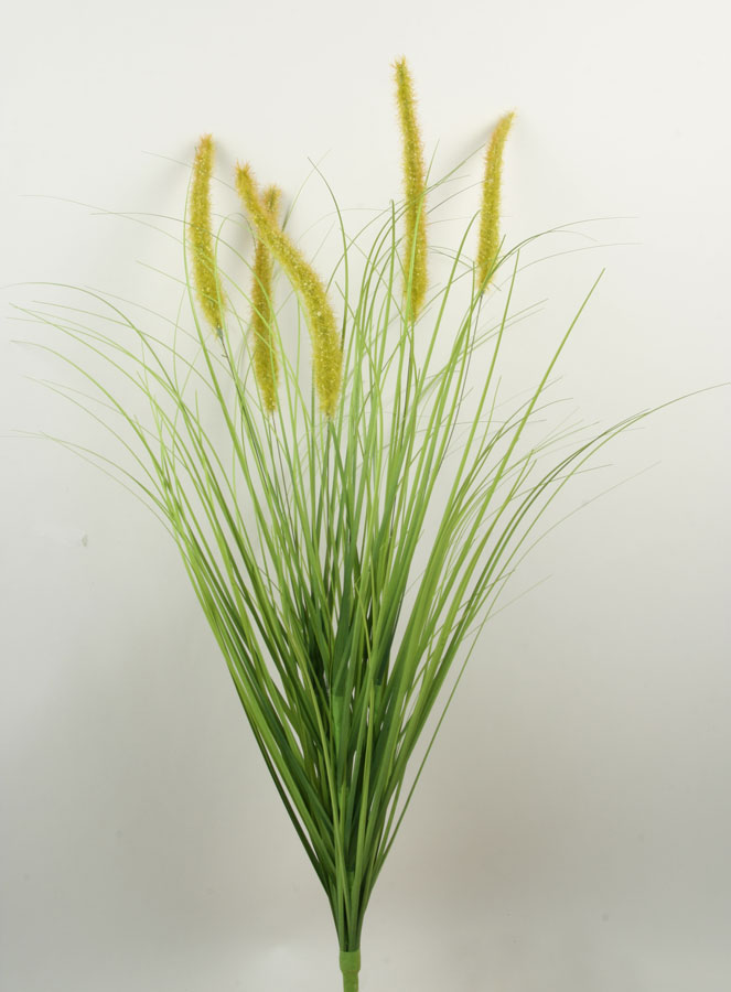 ornamental grass 