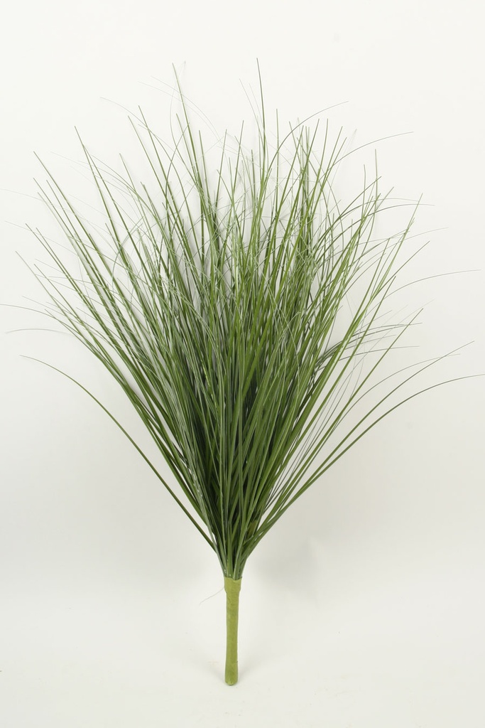 onion grass 