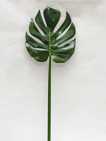 [4517] monstera leaf 
