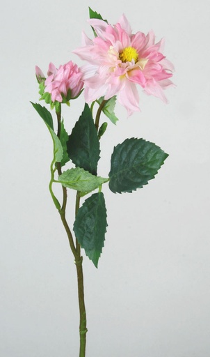 [5422] sweet dahlia stem 