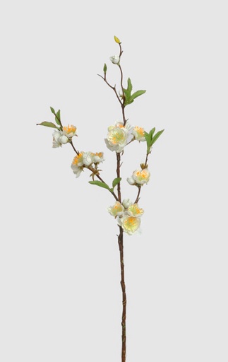 [5544] cherry blossom cream 