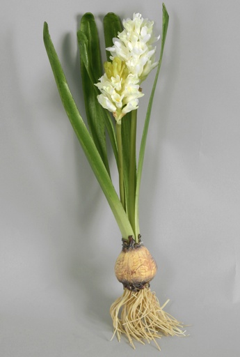 [6605] hyacinth with bulb cream 