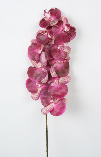 [6631] phalaenopsis orchid 