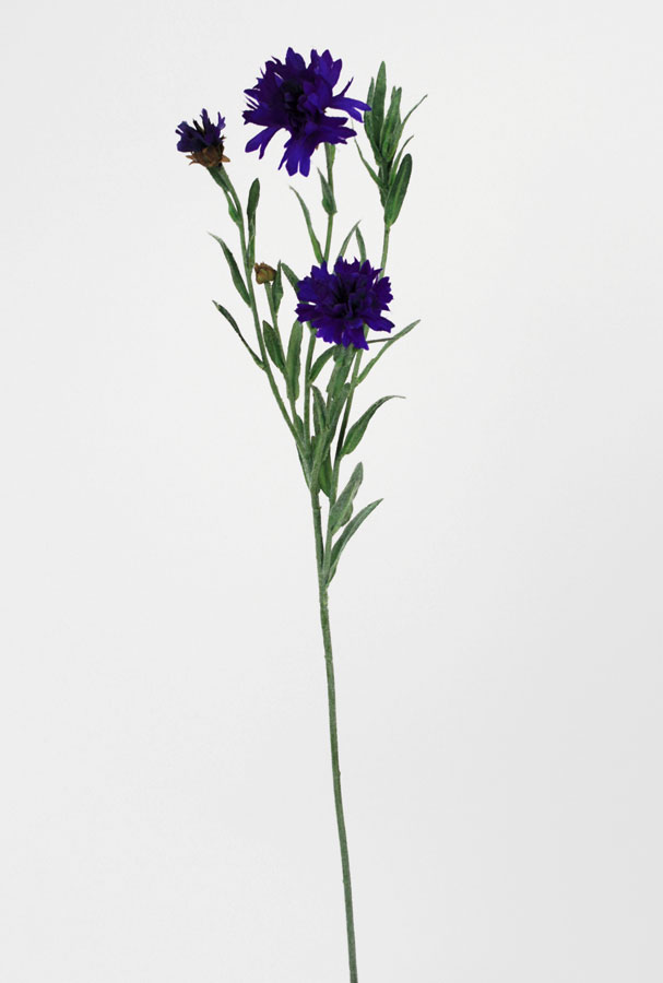 cornflower 