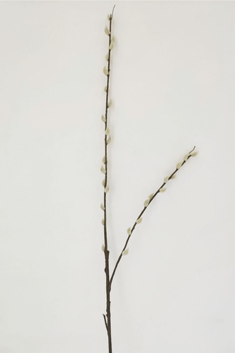 [7271] pussy willow 