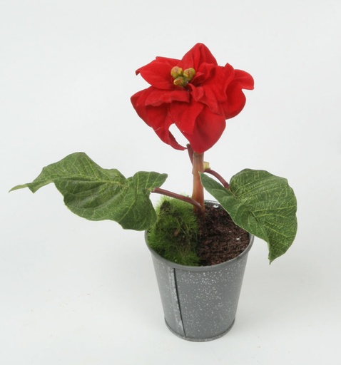 [9211] poinsettia 