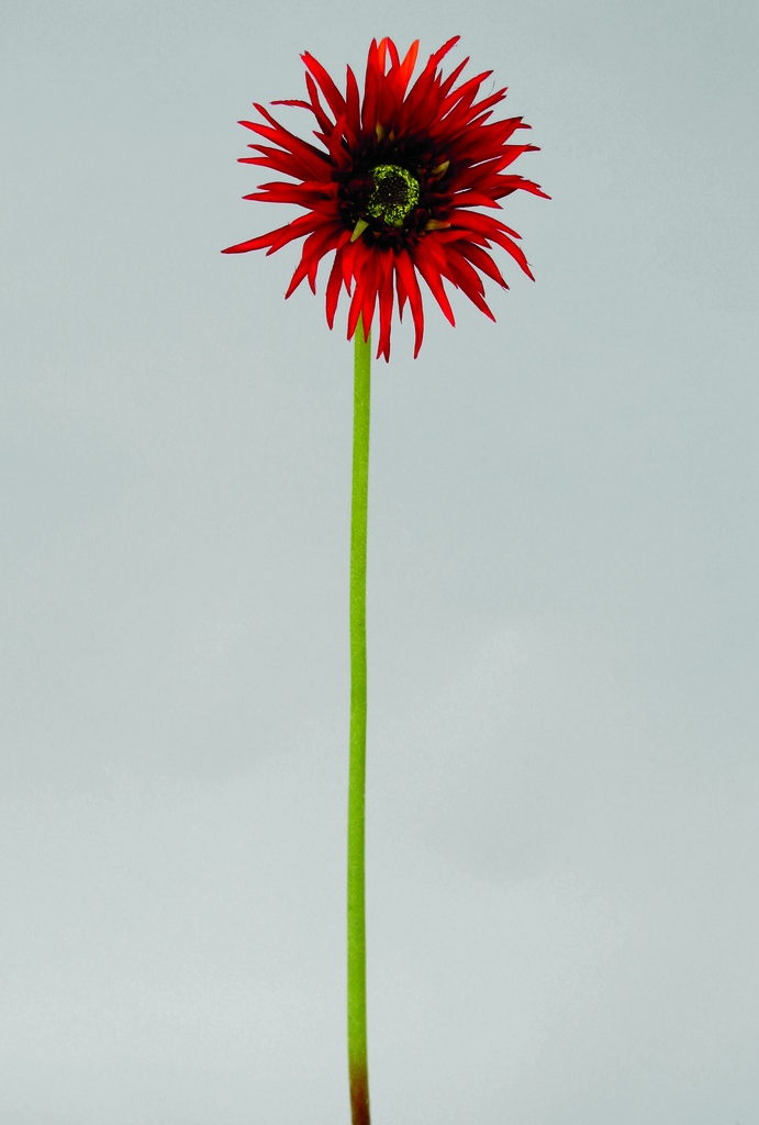 gerbera