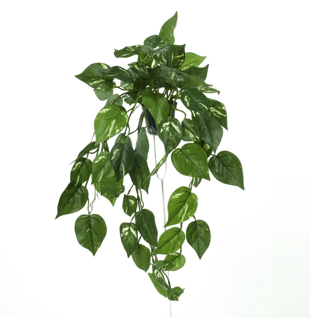 golden pothos potted 